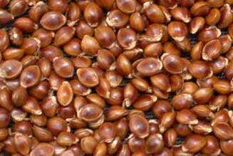 Varagu (Paspalum scrobiculatum L.)