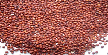 Kelvaragu (Eleusine coracana (L.) Gaertn.)