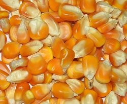 Makka Solam (Zea mays L.)